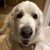 clairesnowbear